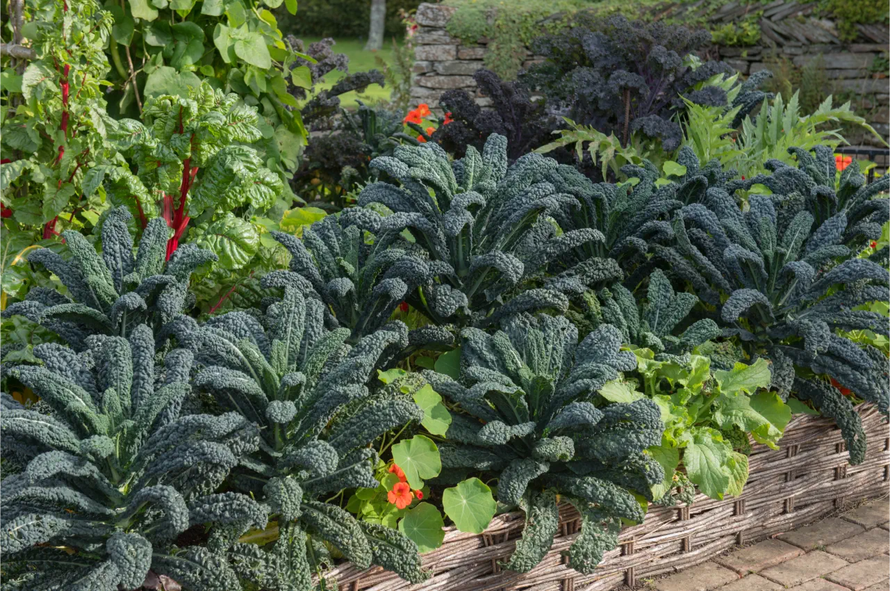 How To Successfully Grow Kale From Seed Tips for Success